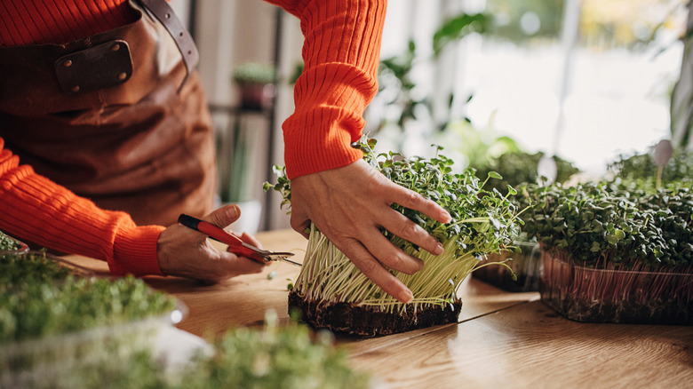 Someone holds scissors to the base of the microgreens on a countertop.