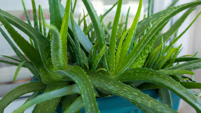 aloe vera in planter