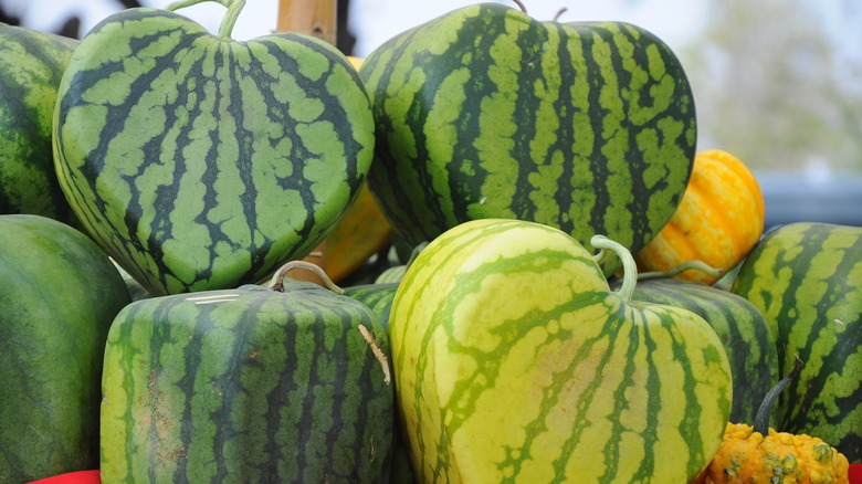 heart and square-shaped watermelons