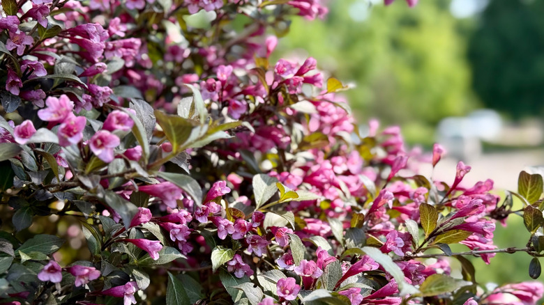 A weigela shrub blooms with dark pink flowers.