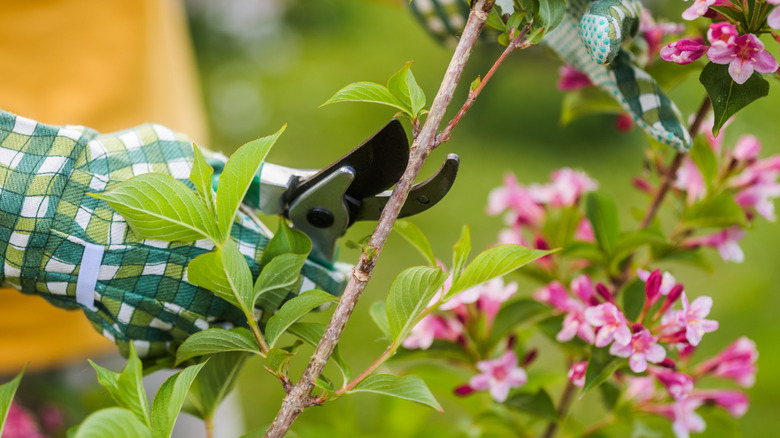 A gloved gardener cuts a weigela branch using pruning shears.