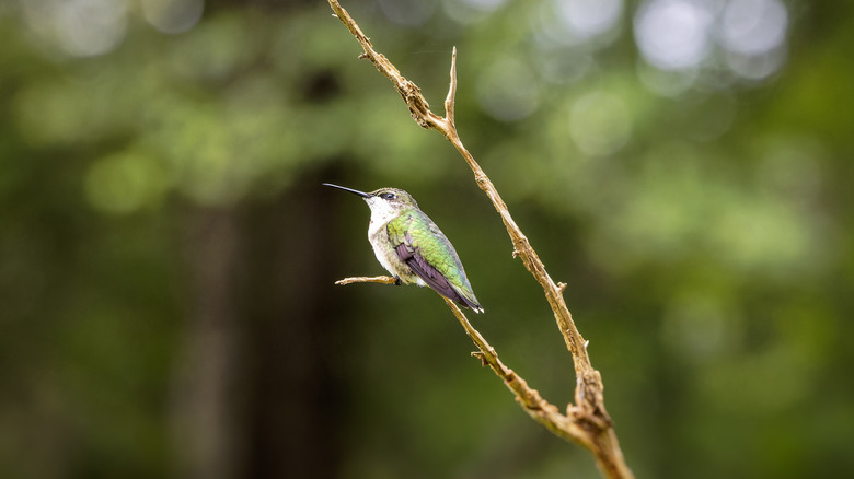 A hummingbird perches on the dead branch of a shrub.
