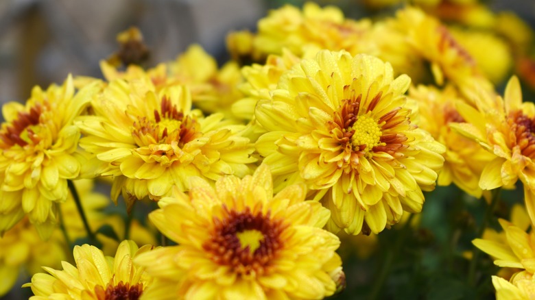 Yellow chrysanthemum flowers with rust colored centers