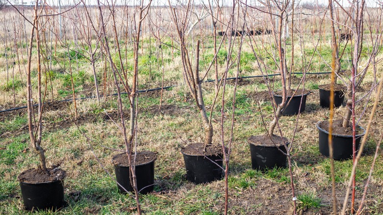 Young cherry trees in containers outside