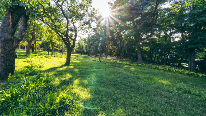 Shady green lawn with trees and sun shining brightly.