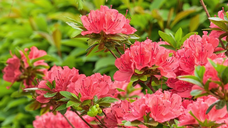 Pink azaleas in garden