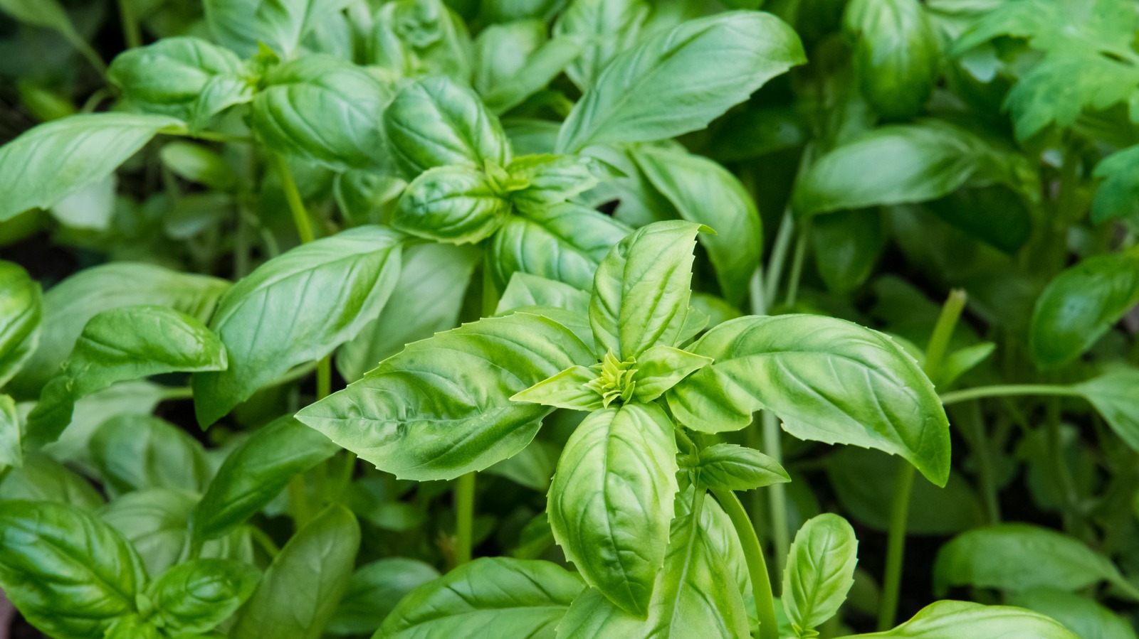 Growing Basil From Seeds Is Easy With Our Handy Gardening Guide