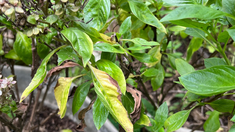 Yellow leaves with fuzzy, greyish growth on the undersides are one of the signs of downy mildew.