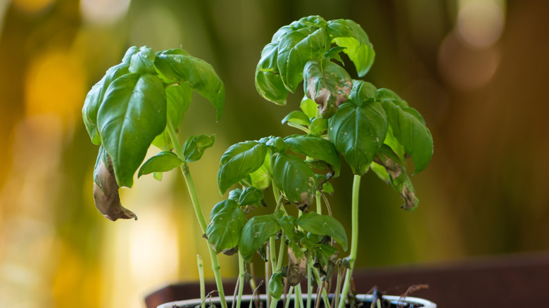 Small pot with a dying Basil plant in day light shallow depth of field