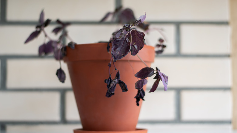 A purple basil plant is wilting in a clay flower pot.