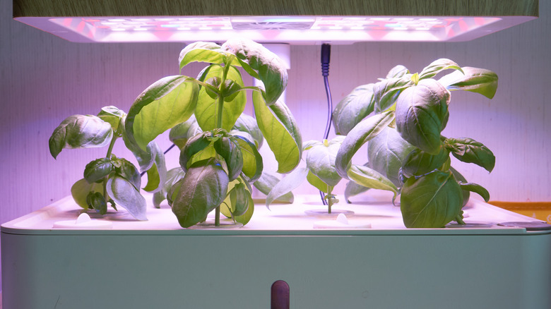 Basil hydroponics machine with LED bulb