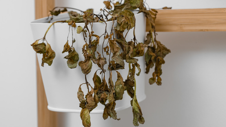 wilted basil in a pot