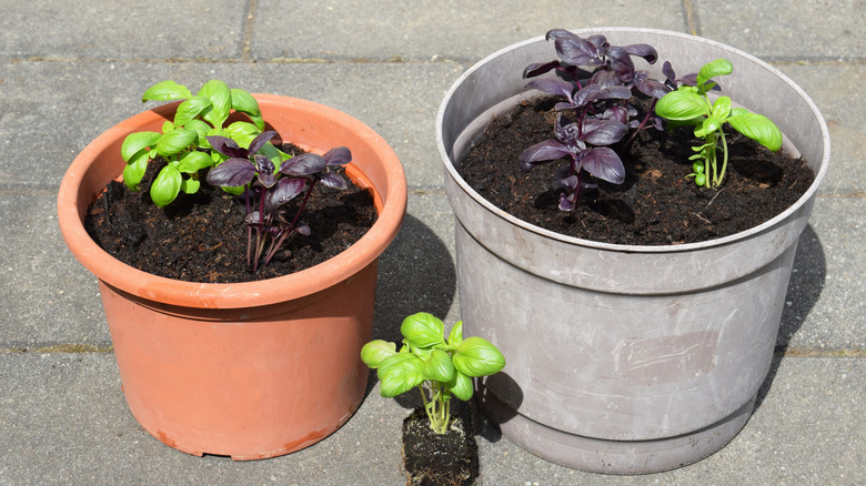 Different kinds of fresh basil (green varieties and purple) planted in pots together, standing on an outdoor paved area