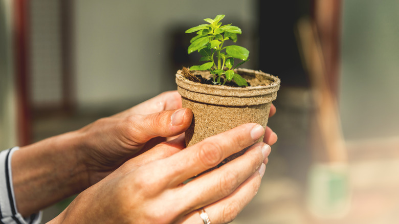 Female hand holding basil plant