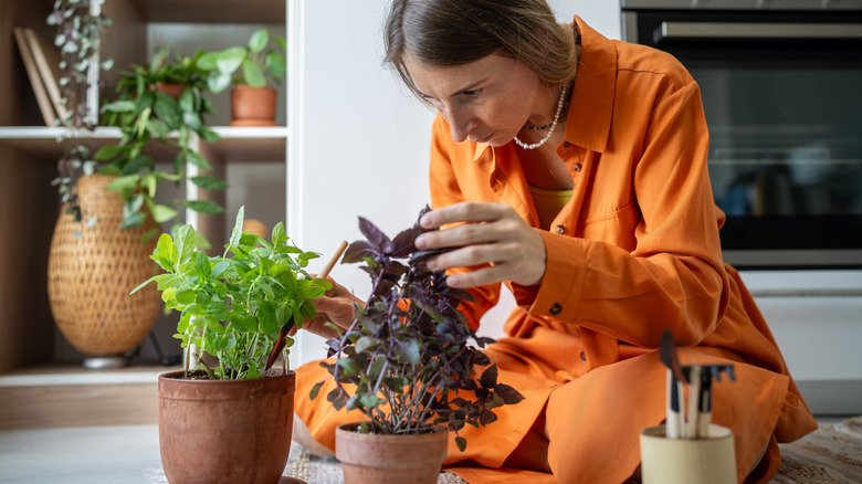Fresh basil plant in a pot on a textured background