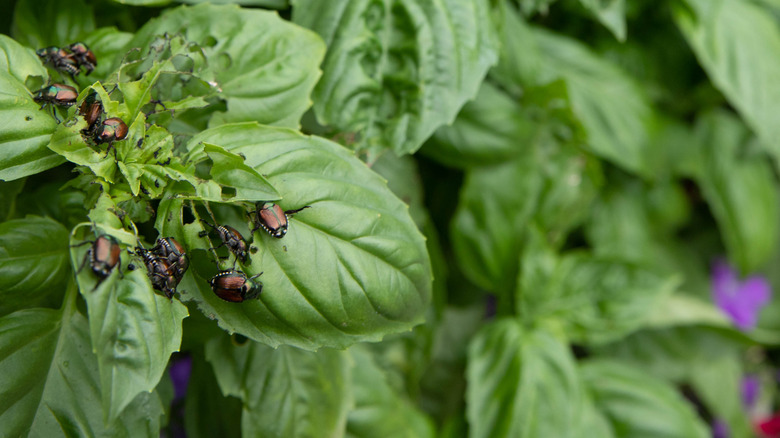 Japanese Beetles (Popillia japonica) eating lush green basil plant