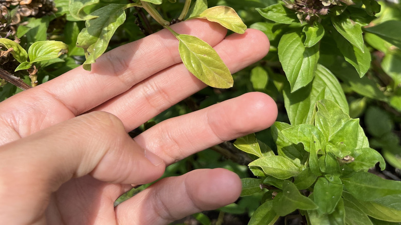Basil leaves wilting and drying from diseases and insects during the flowering stage