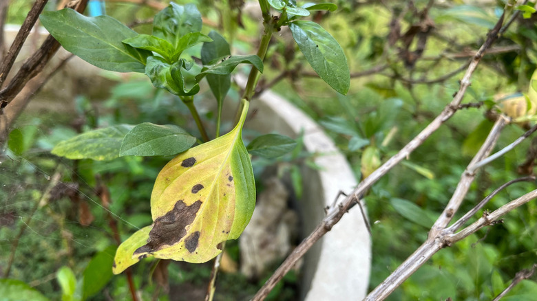 Basil leaves are brown-black spots from fungal infestation