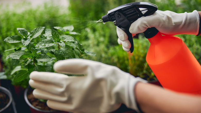 Cropped photo of gloved hands sprinkling basil seedlings with water from a plastic spray bottle