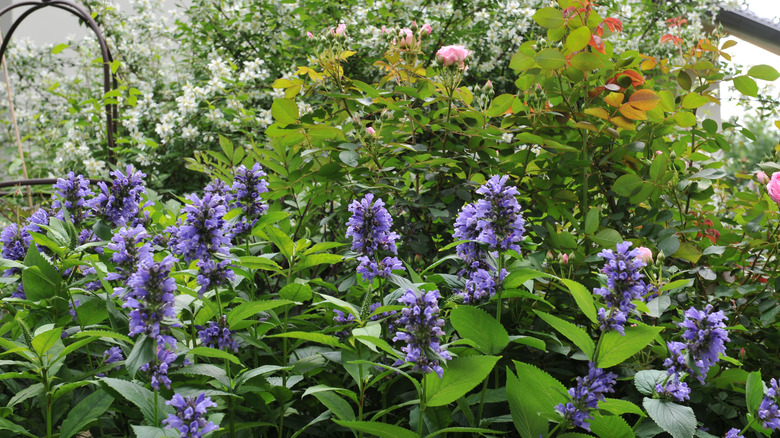 rose bush and catmint