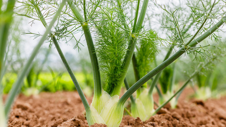 fennel in soil 