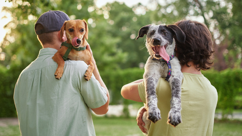 Two dogs being held outside