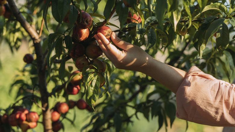 Person picking peaches