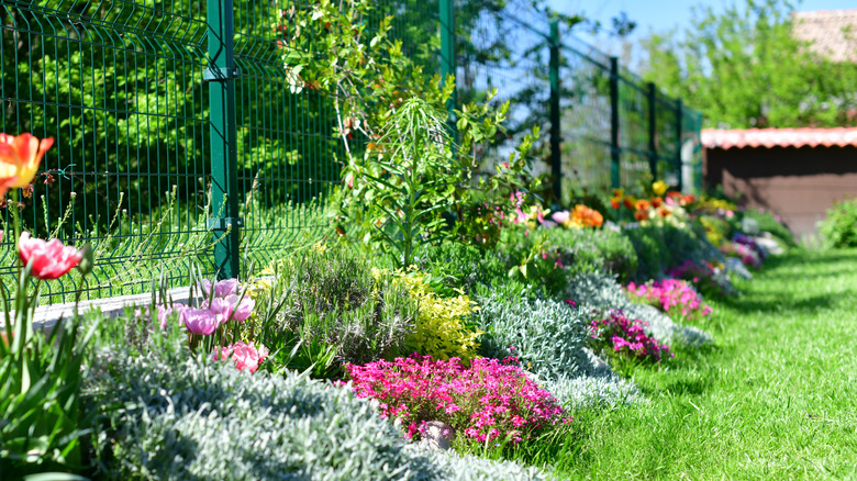 Ground cover plants filling a small garden bed sandwiched between a metal fence and a lawn.