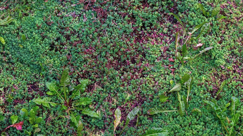 A ground cover plant growing around weeds.