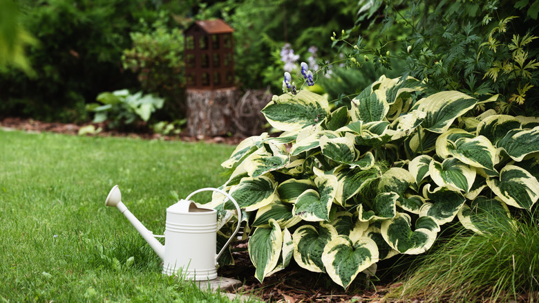 Hostas with a watering can in summer