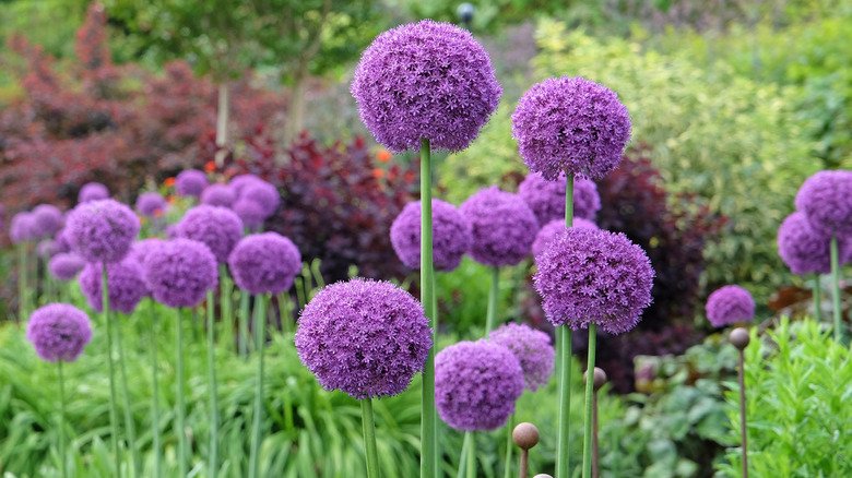 Ornamental onions in flower