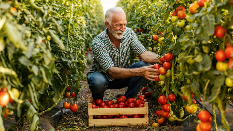 gardening senior harvesting tomatoes from vine