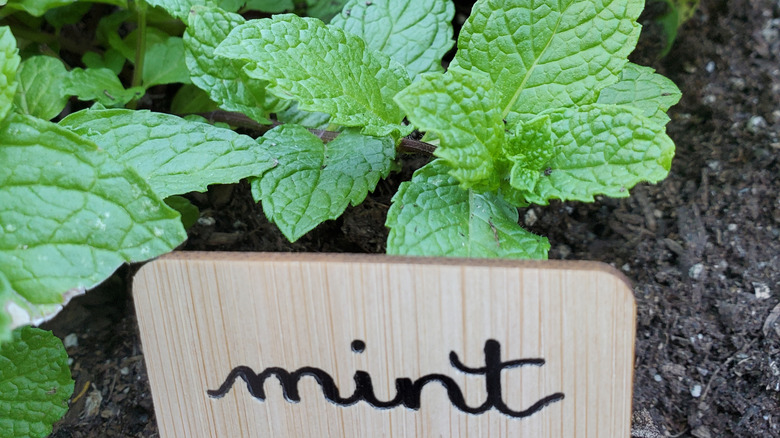 mint growing in garden labeled with signage