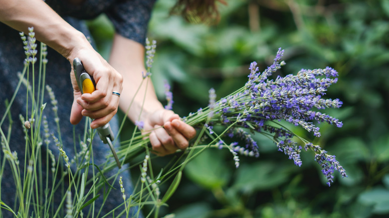 Woman harvesting lavender