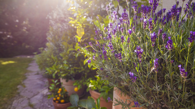 A sunny garden with a flowering lavender bush