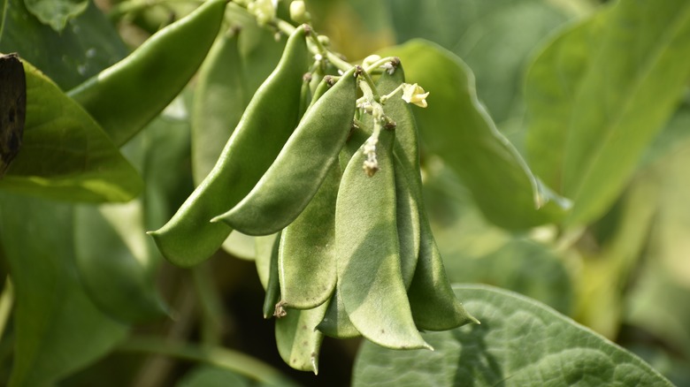 Lima beans growing on a vine