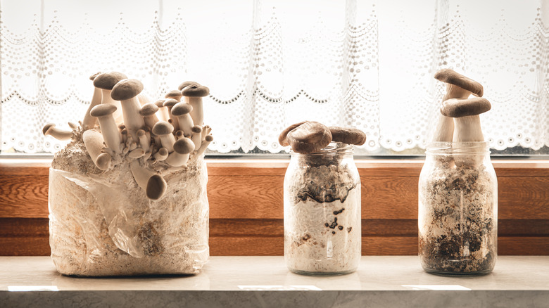 mushrooms growing on kitchen counter