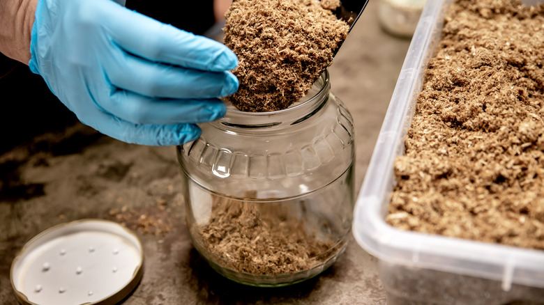 preparing mushroom substrate