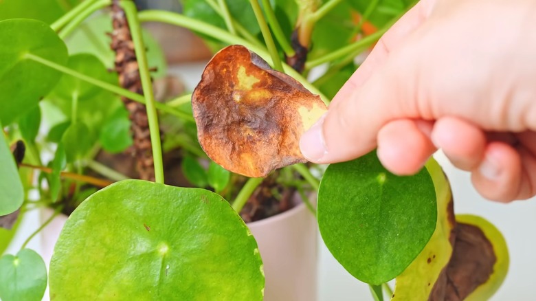 Hand holding a yellow-black Pilea peperomioides leaf