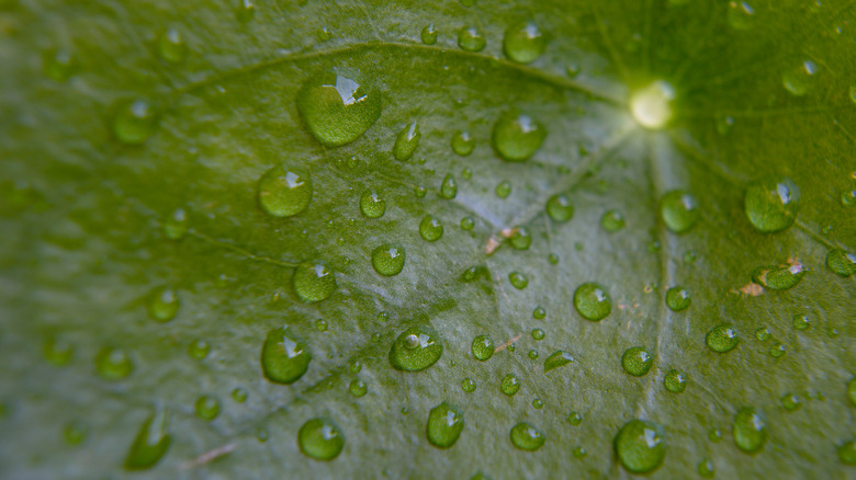 Water droplets on Pilea peperomioides's leaf