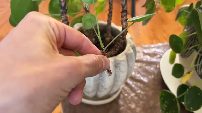 Hand harvesting pilea peperomioides' pups