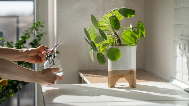 Hand misting Pilea peperomioides houseplant