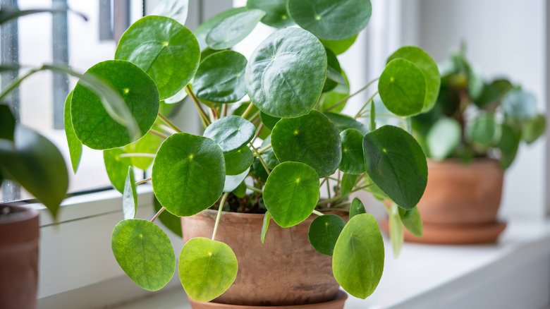 Pilea peperomioides houseplant growing in a terracotta pot