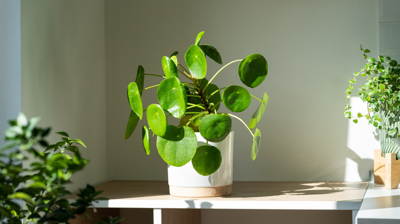 Pilea peperomioides in a pretty white pot