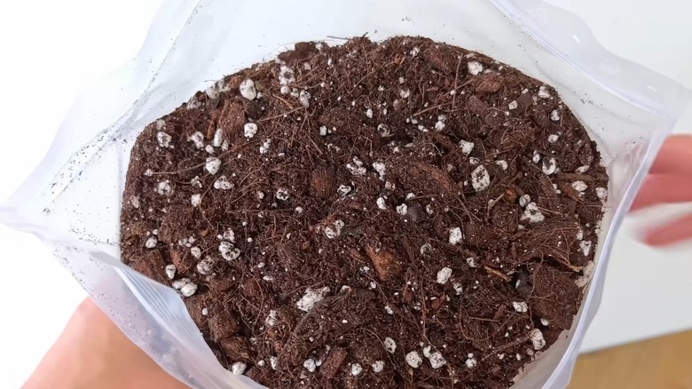 Packet containing potting mix for pilea peperomioides
