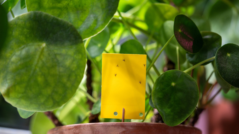 Yellow sticky traps for gnats on pilea peperomioides