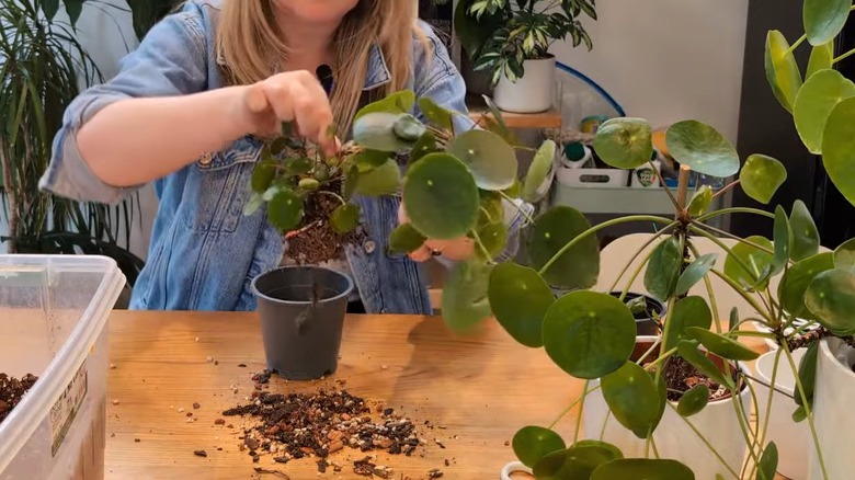 Woman repotting Pilea peperomioides