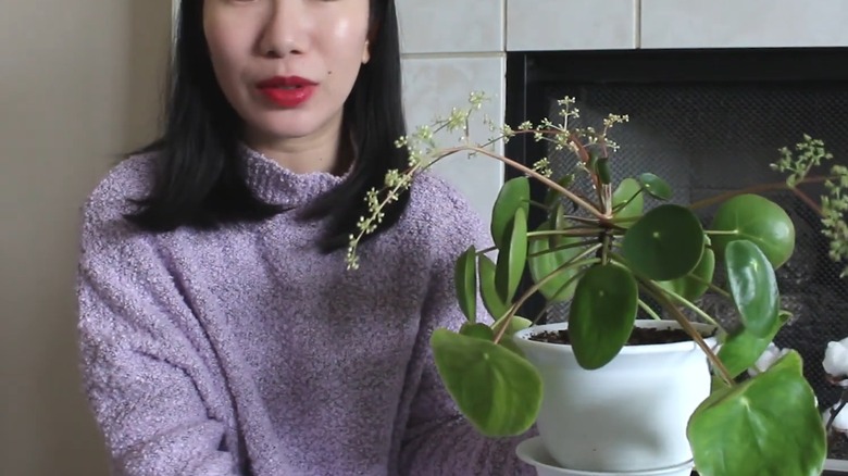 Woman holding a flowering pilea peperomioides plant