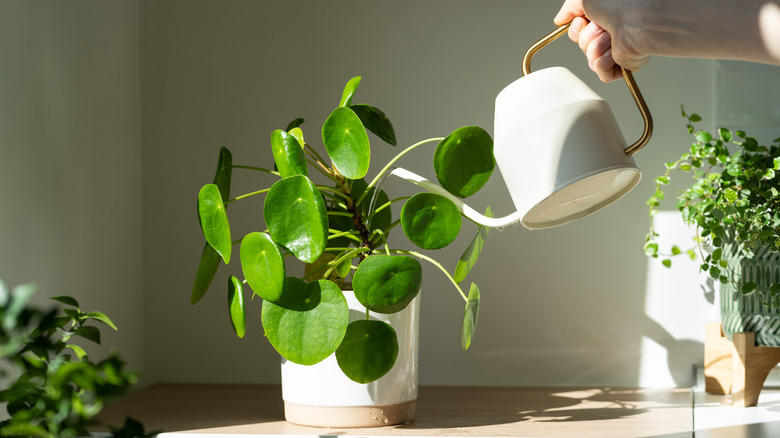 Hand watering pilea peperomioides houseplant