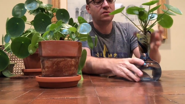 Man putting pilea peperomioides in water